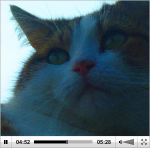 Cat in video